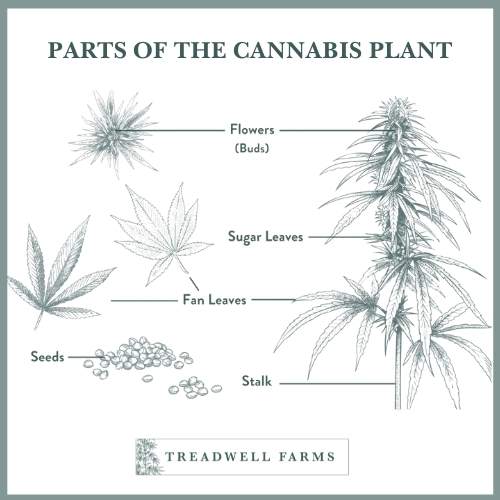 cannabis plant diagram